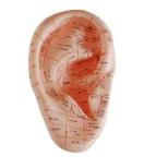 Xoa bóp tai mô hình 17cm