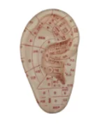Xoa bóp tai mô hình 12cm