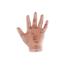 Bàn tay châm cứu mô hình 13cm