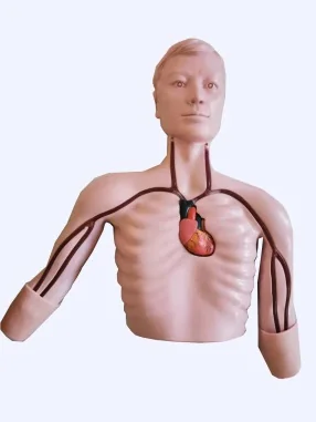 Mô hình huấn luyện đặt ống thông PICC