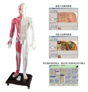 Mô hình: đa phương tiện châm cứu huyệt