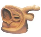 Mô đun: đặt ống thông nam