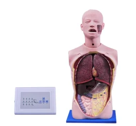Mô hình huấn luyện: rửa dạ dày (đa chức năng)