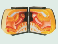 Mô hình: nữ (nâng cao)