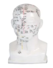 Đầu châm cứu mô hình 20cm