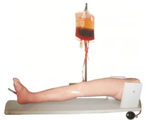 Mô hình: xương chọc dò và tĩnh mạch đùi