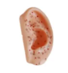Tai châm cứu mô hình 13cm