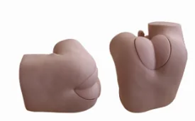 Mô hình: tuyến tiền liệt
