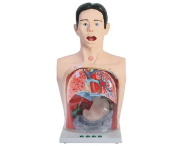 Mô hình: rửa dạ dày